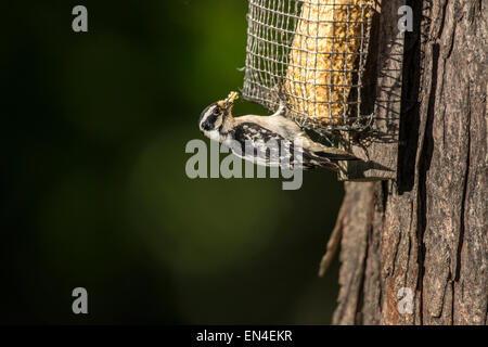 Female Downy Woodpecker clinging to suet feeder on Maple tree. Stock Photo