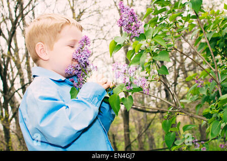 boy smelling lilac flowers on bush Stock Photo