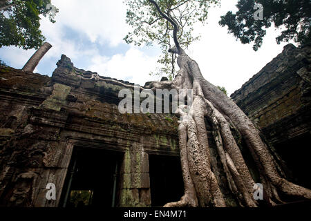 Mature banyan tree growing from the ancient temple of Ta Phrom, Angkor, Siem Reap, Cambodia. Stock Photo