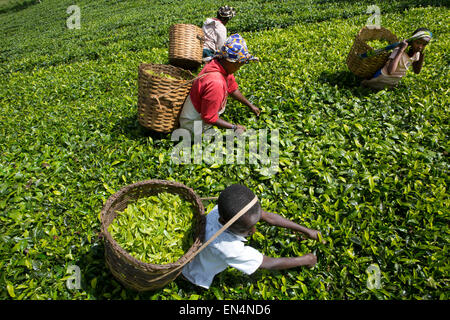 tea production in Kenya Stock Photo