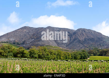 Groot Constantia Wine Estate, Constantia, Cape Town, Western Cape Province, Republic of South Africa Stock Photo