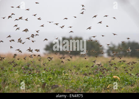 Linnets, a flock over a farm field, Norfolk, England, UK.