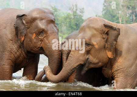 Rescued Asian Elephants In The River At Elephant Nature Park, Thailand Stock Photo