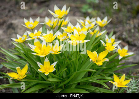 Late tarda tulip tulips cluster close up Tulipa tarda Stock Photo