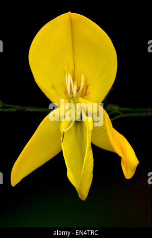 Cytisus Scoparius yellow Stock Photo