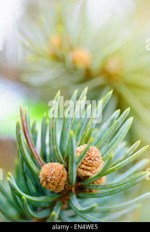 Plants and trees: fresh pine tree sprout, needles and small cones, in a sunlight, close-up shot, natural background Stock Photo