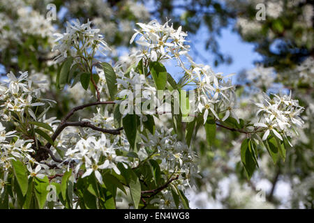 Amelanchier lamarckii, Snowy mespilus, white flowers on branches Stock Photo