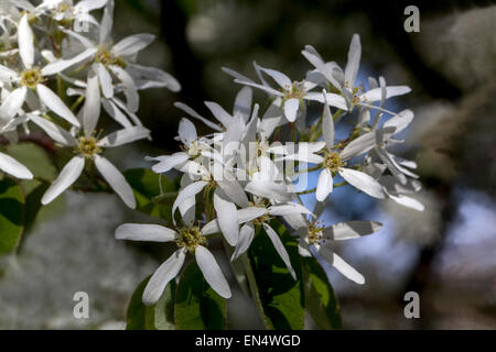 Amelanchier lamarckii, Snowy mespilus white blossom flowers Stock Photo