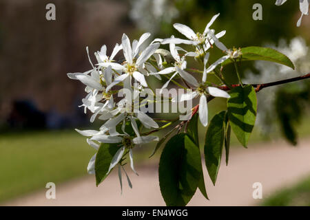 Amelanchier lamarckii, Snowy mespilus white flowers on branch, flowering blossoms, blooms Stock Photo