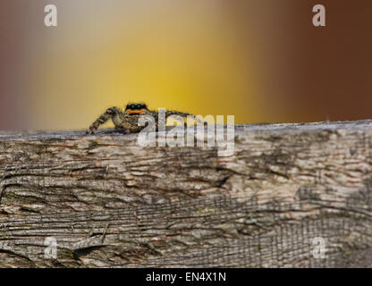 Fence Post Jumping Spider (Marpissa muscosa) Stock Photo
