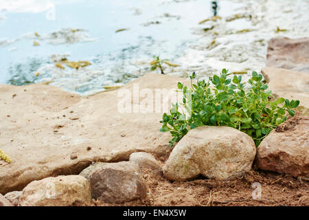 Water Cress. CRESS. Garten und Brunnen Kresse, Get,. Cresson, Fr