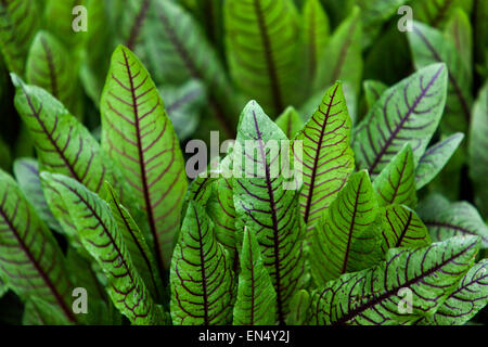 Bloody dock, Rumex sanguineus tasty leaves to salads, vegetable garden herb culinary leaves Red-Veined Sorrel growing vegetables Stock Photo