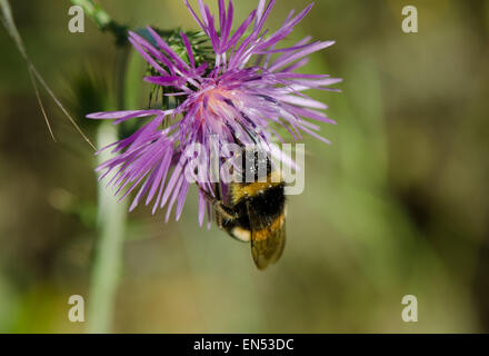 Buff-tailed bumblebee, bumble bee, Bombus, drinking nectar, covered with pollen, Pollination, Andalusia, Spain. Stock Photo