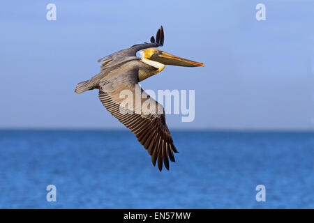 Brown pelican Pelecanus occidentalis Fort Myers beach gulf coast Florida   USA Stock Photo