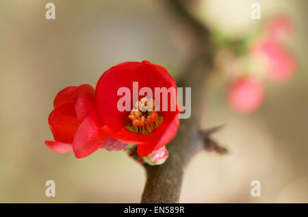 Spring red flowers of Japanese Quince or chaenomeles speciosa. Stock Photo