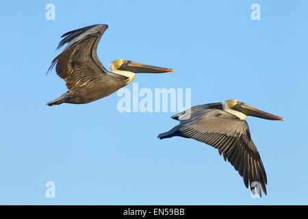 Brown pelican Pelecanus occidentalis Fort Myers beach gulf coast ...