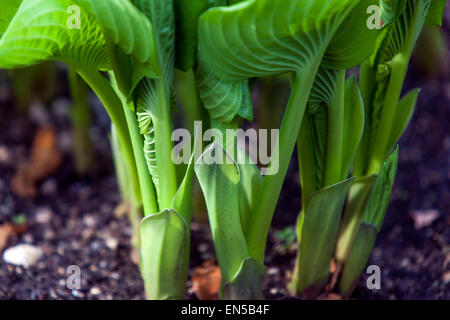 Hosta, plants in a shady part of the garden Stock Photo