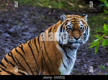 Siberian Tiger Portrait. Aggressive Stare Face Meaning Danger for the Prey  Foto de Stock - Imagem de animal, risco: 148370096
