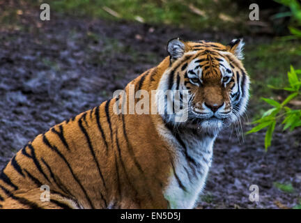 Siberian Tiger Portrait. Aggressive Stare Face Meaning Danger for