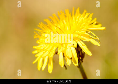 Common dandelion (Taraxacum officinale). Here seen close up with clean yellowish background. Stock Photo