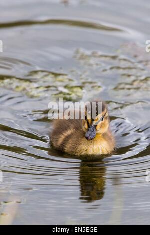 Mallard Duckling on a pool at Cilgerran nature reserve, Pembrokeshire Stock Photo