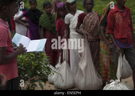 April 26, 2015 - Sylhet, Bangladesh - SYLHET, BANGLADESH - APRIL 26 :Women carrying tea leaves walk back to their factory after a day's work at a tea garden estate in Bangladesh on April 26, 2015...TEA, the second most popular beverage in the world, is believed to have first been popularised in China. For thousands of years the Chinese farmers had the monopoly of cultivating tea. Its cultivation in tropical and subtropical areas is a recent phenomenon...Tea plantation in India's Assam dates back to 1839. The first experimental tea garden in our parts was established in Chittagong in 1840 and t Stock Photo