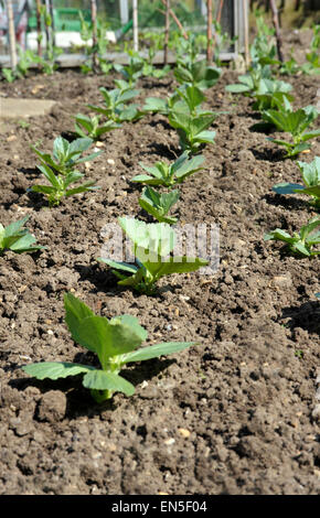 Rows of broad beans, variety Witkiem-Manita, in a UK garden vegetable plot. Stock Photo