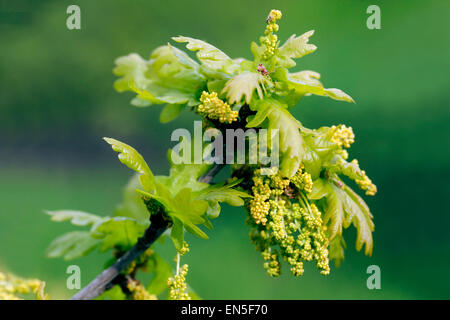 English oak, Quercus robur leaves, blooming branch Stock Photo