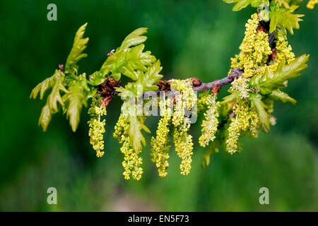 English oak, Quercus robur leaves spring inflorescence Stock Photo
