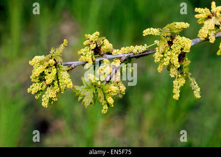 English oak, Quercus robur spring flowers Stock Photo