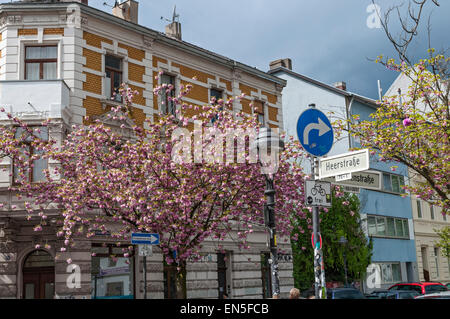 Cherry blossoms on Heerstrasse in the old town, Bonn, Germany. Stock Photo