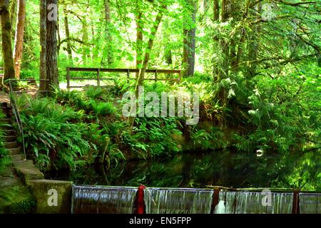 Creek Dam Waterfall Stock Photo