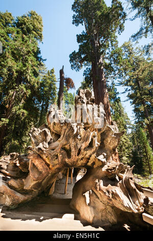 NA, USA, California. Sequoia National Park. Giant Sequoia ...
