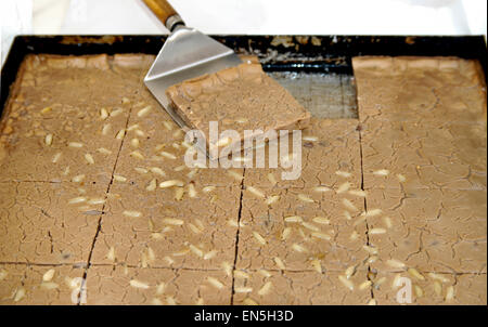 Italian food: a sweet cake made with chestnut flour and pinenuts named castagnaccio Stock Photo