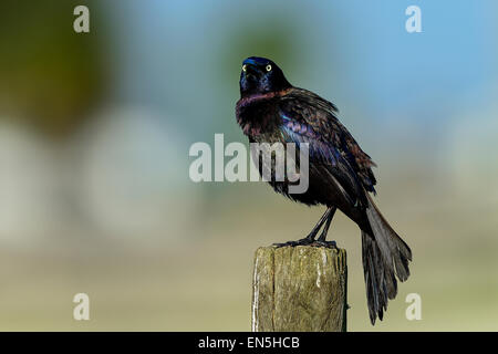 common grackle, viera wetlands Stock Photo
