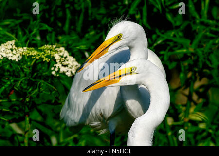 great egret Stock Photo