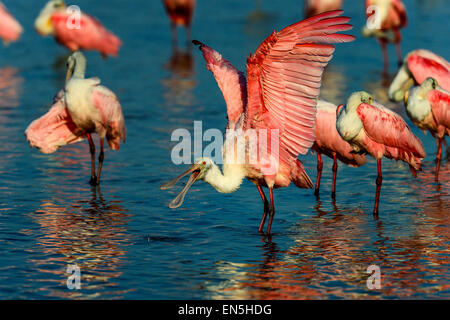 roseate spoonbill, sanibel, florida Stock Photo