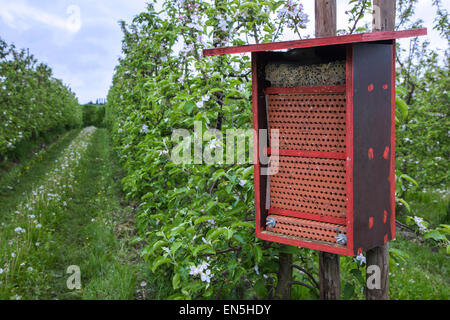 Insect hotel for solitary bees offering nest holes in flowering orchard in spring Stock Photo