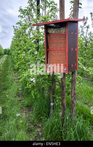 Insect hotel for solitary bees offering nest holes in flowering orchard in spring Stock Photo