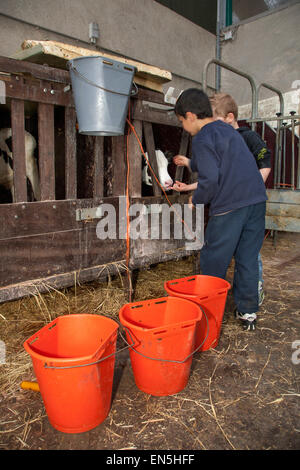 Two little boys feeding calf in cowshed at petting farm Stock Photo