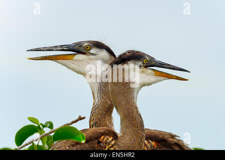 great blue heron, wacodahatchee Stock Photo