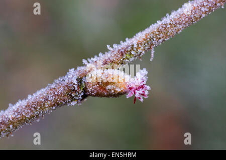 Common hazel (Corylus avellana) close up of female catkin covered in hoarfrost in winter Stock Photo