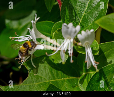 Small garden bumblebee (Bombus hortorum) gathering nectar from honeysuckle (Lonicera periclymenum) Stock Photo