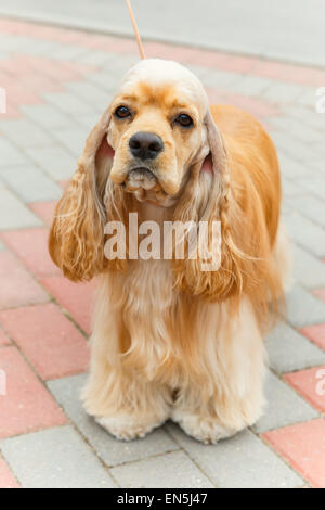 Cute sporting dog breed American Cocker Spaniel Stock Photo