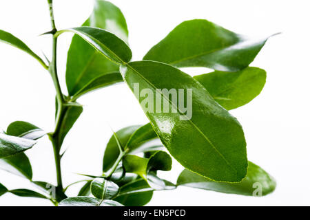 Kaffir lime Citrus hystrix combova lime citrus leaves aroma aromatic cook fry bake food fresh sour fragrant green dark green kit Stock Photo