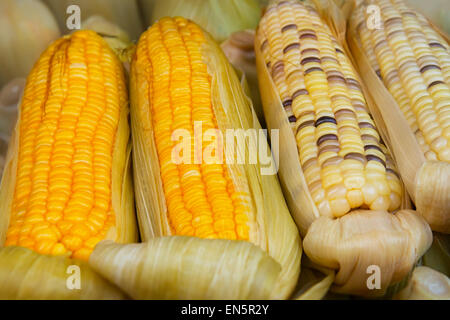 Two varieties of corn on the cob, partially shucked for display, are arranged at a street vendor's stand in Southeast Asia. Stock Photo