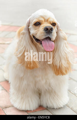 Cute smiling dog breed American Cocker Spaniel Stock Photo