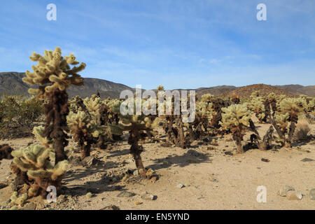 A photograph of some Cholla Cacti in Cholla Cactus Garden in Joshua Tree National Park, in California, USA.