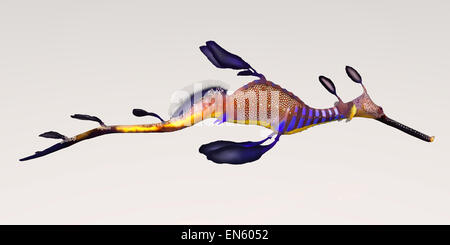 The Leafy Seadragon don't have any teeth and suck their food down their tube snouts. Stock Photo