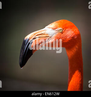 American flamingo profile portrait